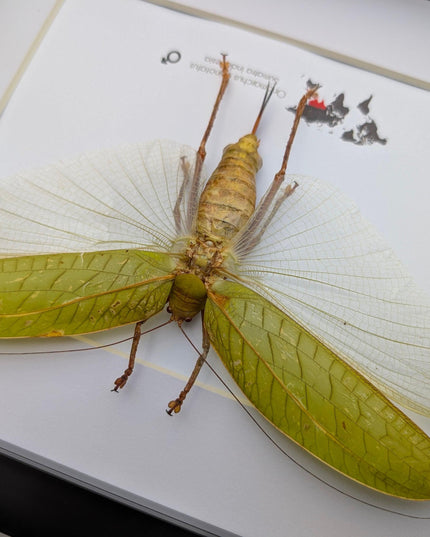 Framed giant asian leaf katydid: ethically sourced insect art (10"x8")