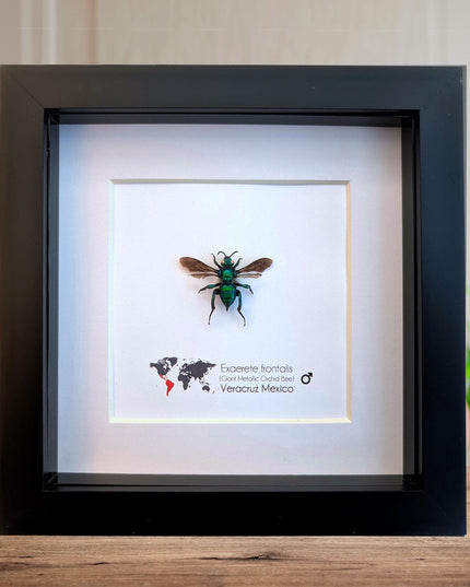 Framed Metallic Orchid Bee Taxidermy, Entomology Wall Art (6x6)