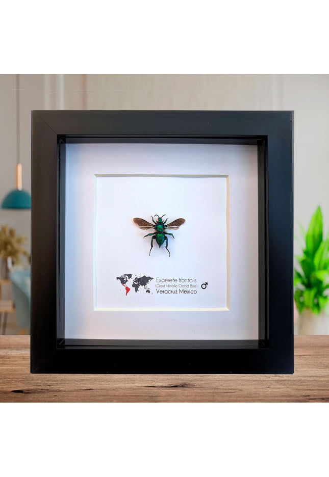 Framed Metallic Orchid Bee Taxidermy, Entomology Wall Art (6x6)