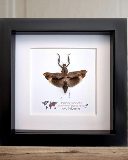 Framed Deroplatys lobata Dead leaf praying mantis, ethically sourced entomology, 6x6