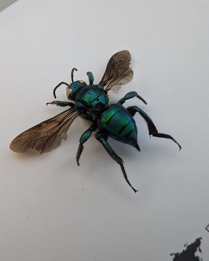 Framed Metallic Orchid Bee Taxidermy, Entomology Wall Art (6x6)