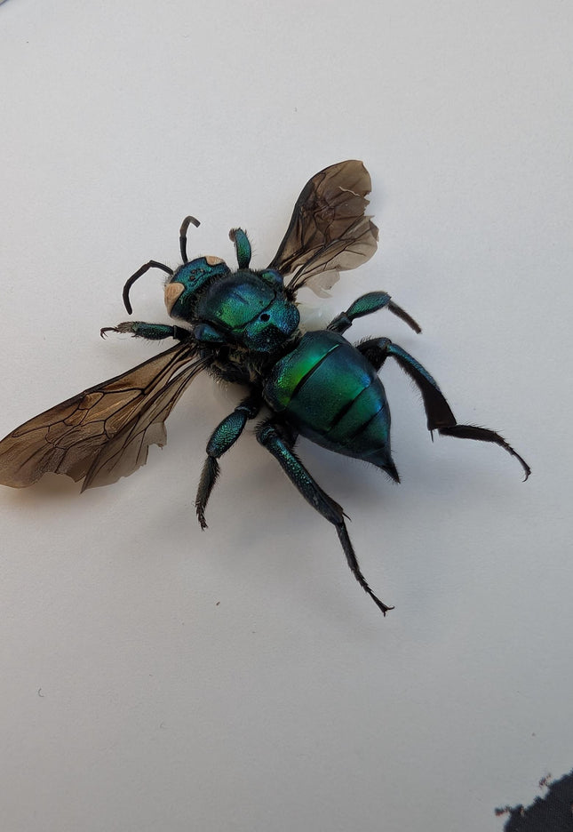 Framed Metallic Orchid Bee Taxidermy, Entomology Wall Art (6x6)
