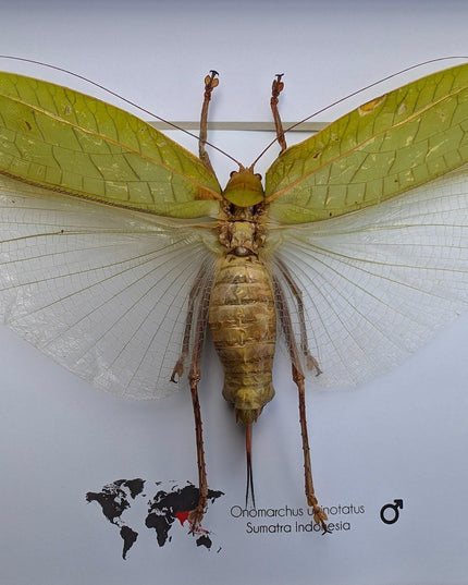 Framed giant asian leaf katydid: ethically sourced insect art (10"x8")
