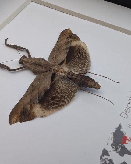 Framed Deroplatys lobata Dead leaf praying mantis, ethically sourced entomology, 6x6