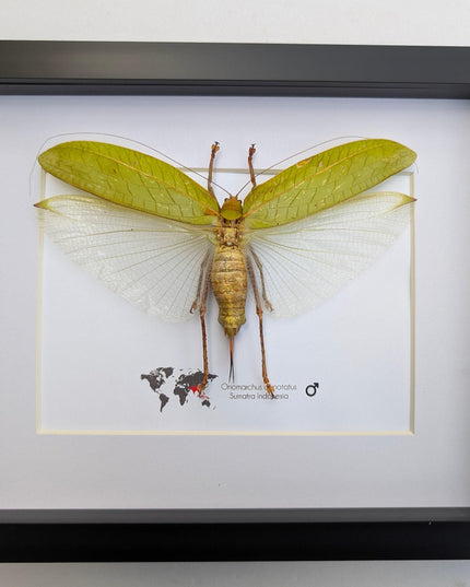 Framed giant asian leaf katydid: ethically sourced insect art (10"x8")