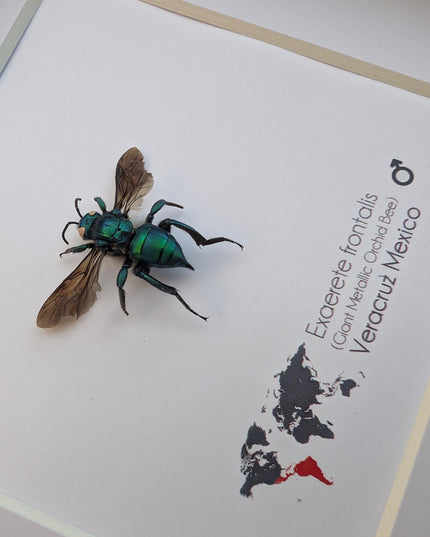 Framed Metallic Orchid Bee Taxidermy, Entomology Wall Art (6x6)