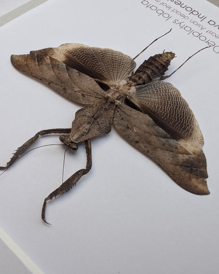 Framed Deroplatys lobata Dead leaf praying mantis, ethically sourced entomology, 6x6