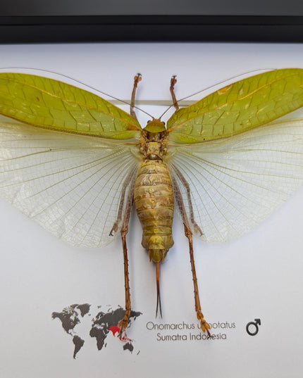 Framed giant asian leaf katydid: ethically sourced insect art (10"x8")