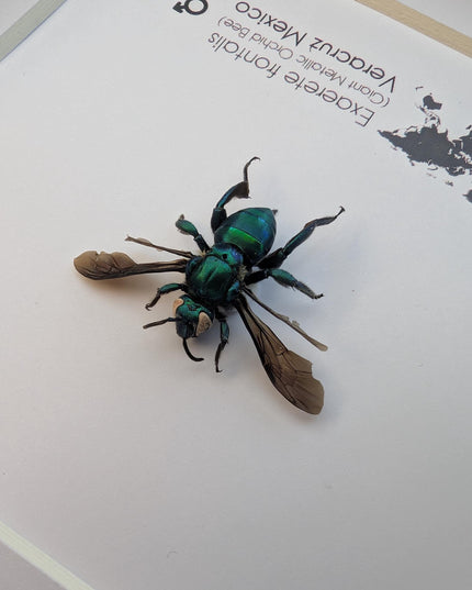 Framed Metallic Orchid Bee Taxidermy, Entomology Wall Art (6x6)