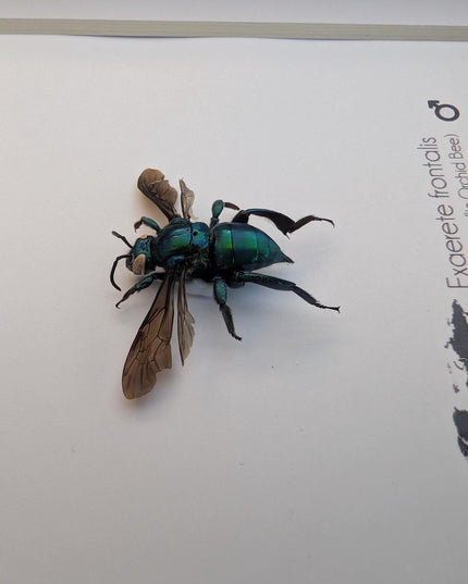 Framed Metallic Orchid Bee Taxidermy, Entomology Wall Art (6x6)