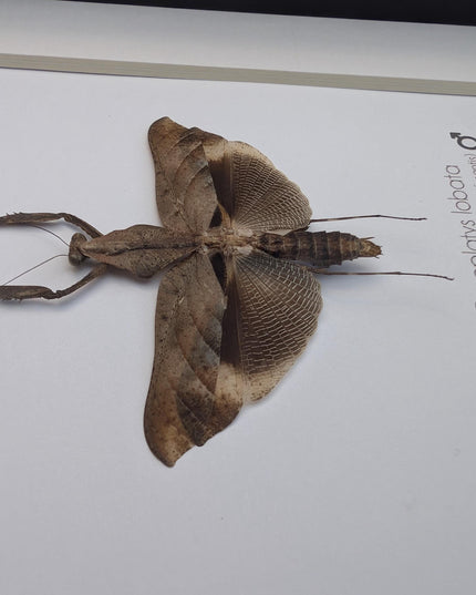 Framed Deroplatys lobata Dead leaf praying mantis, ethically sourced entomology, 6x6