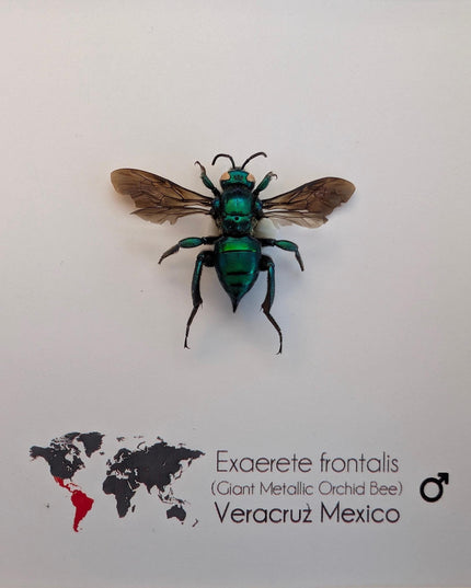 Framed Metallic Orchid Bee Taxidermy, Entomology Wall Art (6x6)