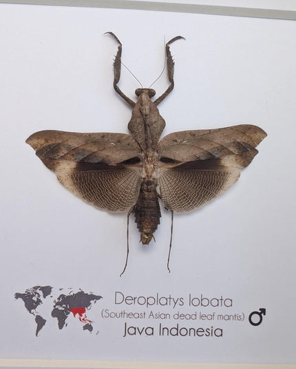 Framed Deroplatys lobata Dead leaf praying mantis, ethically sourced entomology, 6x6