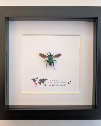 Framed Metallic Orchid Bee Taxidermy, Entomology Wall Art (6x6)
