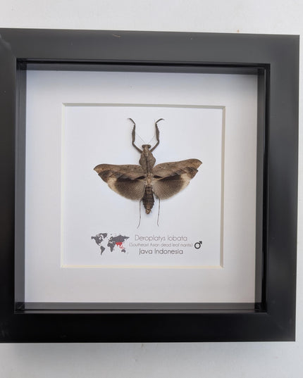 Framed Deroplatys lobata Dead leaf praying mantis, ethically sourced entomology, 6x6
