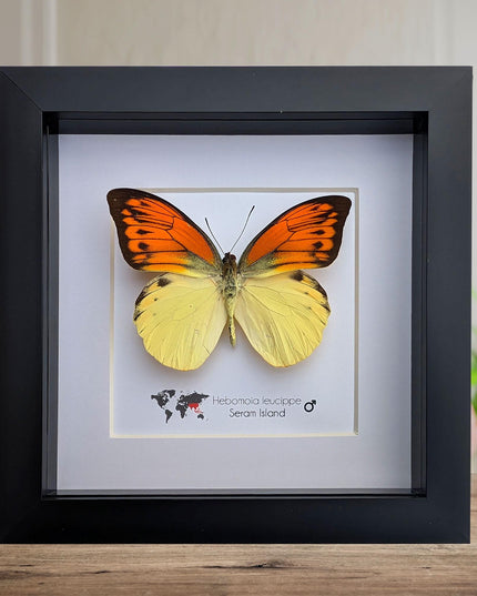 Framed Orange Tip Butterfly, 6" Display