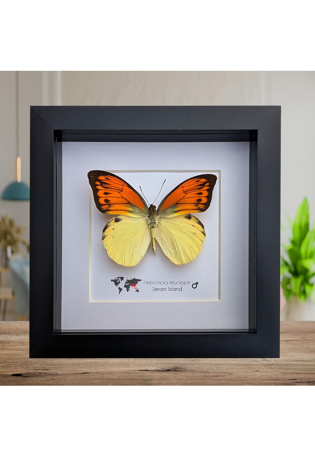 Framed Orange Tip Butterfly, 6" Display
