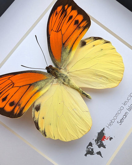 Framed Orange Tip Butterfly, 6" Display