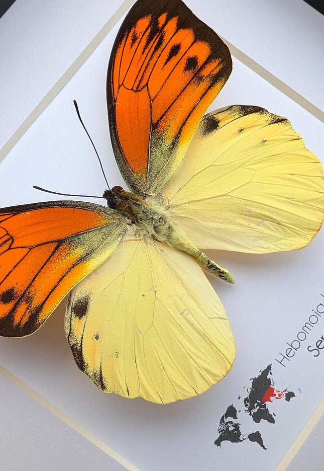 Framed Orange Tip Butterfly, 6" Display