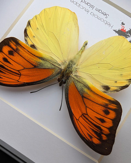 Framed Orange Tip Butterfly, 6" Display