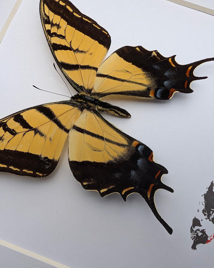 Framed Papilio multicaudata, Two-Tailed Swallowtail Taxidermy Butterfly, Entomology 8"x8"