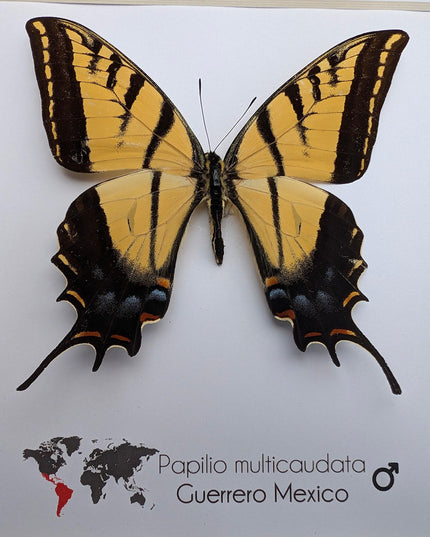 Framed Papilio multicaudata, Two-Tailed Swallowtail Taxidermy Butterfly, Entomology 8"x8"
