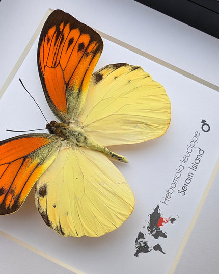 Framed Orange Tip Butterfly, 6" Display