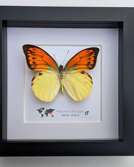 Framed Orange Tip Butterfly, 6" Display