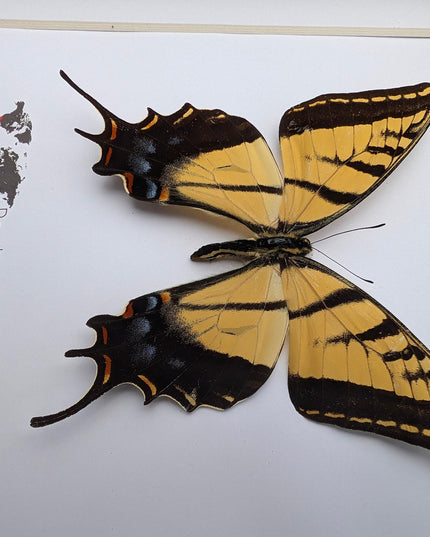 Framed Papilio multicaudata, Two-Tailed Swallowtail Taxidermy Butterfly, Entomology 8"x8"