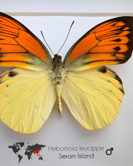 Framed Orange Tip Butterfly, 6" Display