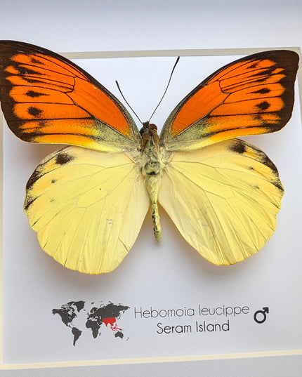 Framed Orange Tip Butterfly, 6" Display