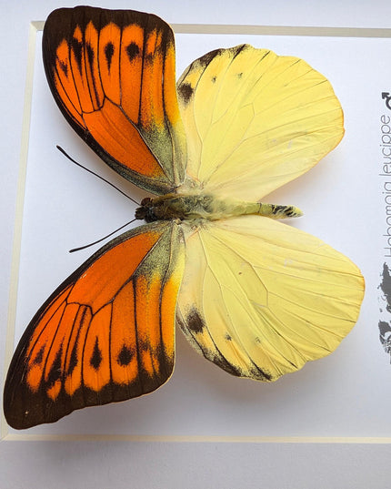 Framed Orange Tip Butterfly, 6" Display