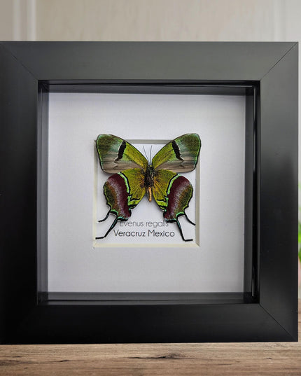 Regal Hairstreak Butterfly, Taxidermy Wall Decor, 4x4 Frame