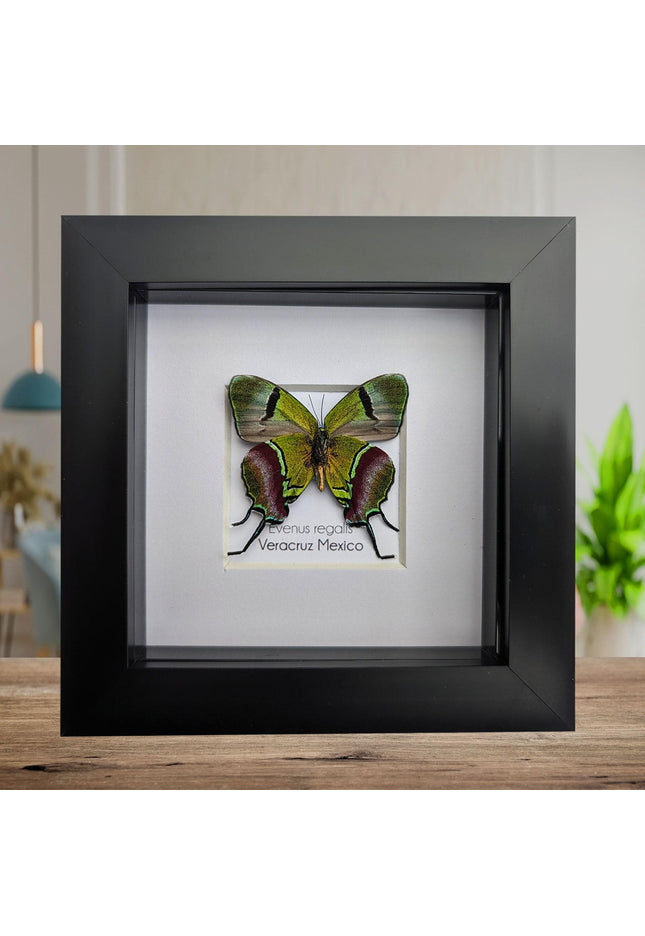 Regal Hairstreak Butterfly, Taxidermy Wall Decor, 4x4 Frame