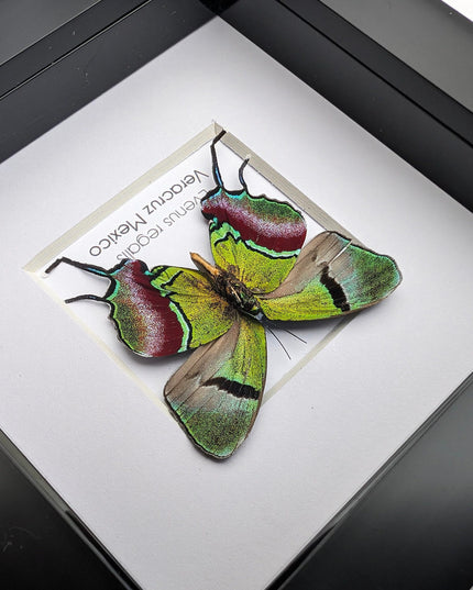 Regal Hairstreak Butterfly, Taxidermy Wall Decor, 4x4 Frame