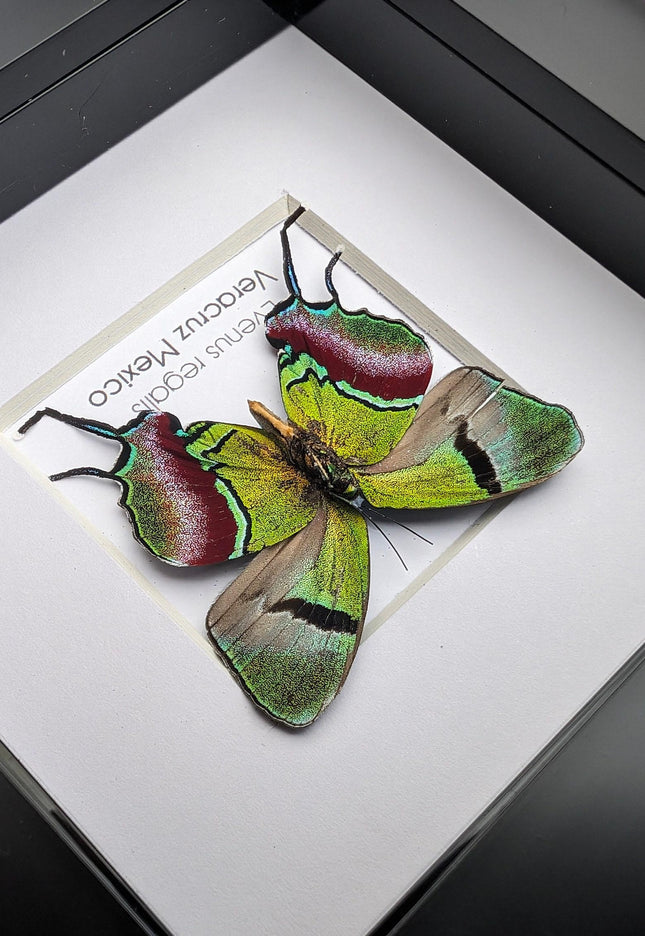 Regal Hairstreak Butterfly, Taxidermy Wall Decor, 4x4 Frame