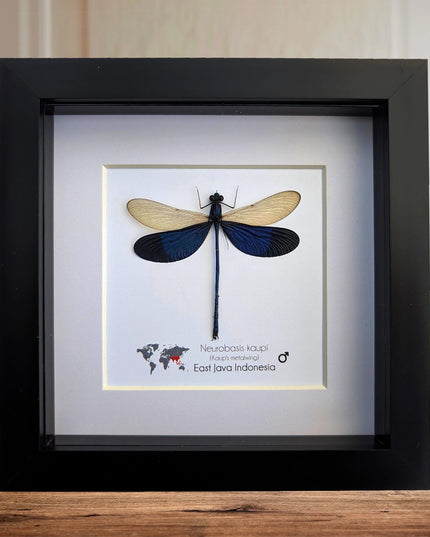 Framed Blue Metalwing Damselfly, Ethically Sourced Entomology Gift (6x6)