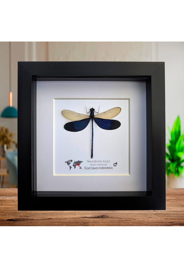 Framed Blue Metalwing Damselfly, Ethically Sourced Entomology Gift (6x6)