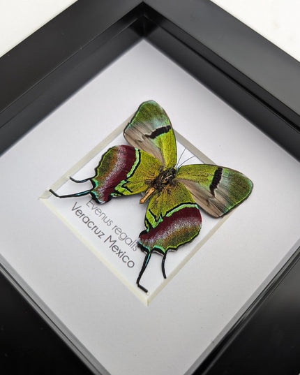 Regal Hairstreak Butterfly, Taxidermy Wall Decor, 4x4 Frame