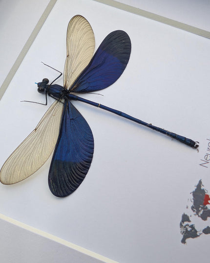 Framed Blue Metalwing Damselfly, Ethically Sourced Entomology Gift (6x6)