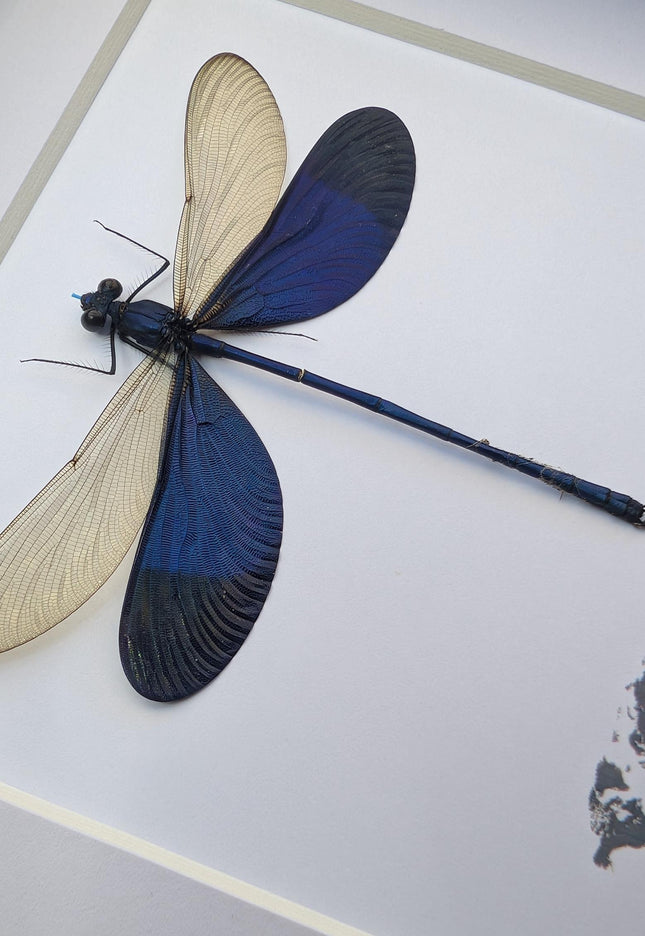 Framed Blue Metalwing Damselfly, Ethically Sourced Entomology Gift (6x6)