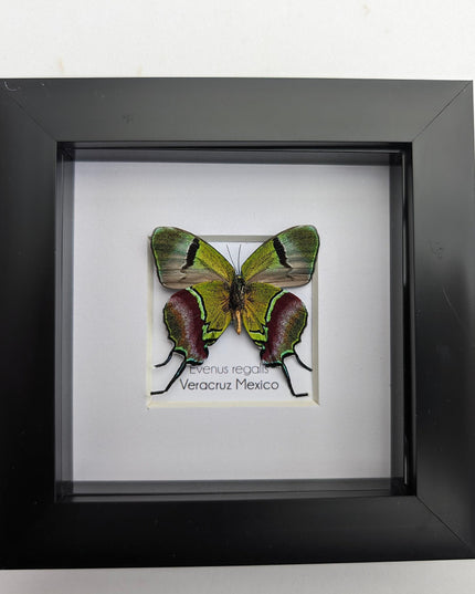 Regal Hairstreak Butterfly, Taxidermy Wall Decor, 4x4 Frame