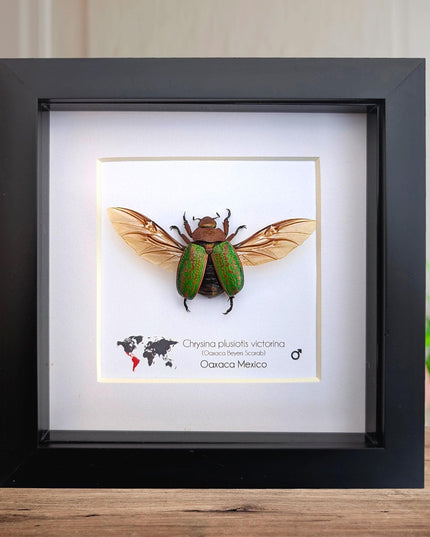Chrysina plusiotis victorina wings opened,  beyers mexican scarab, oaxaca mexico, taxidermy gift, entomology present, frame 6"x6"