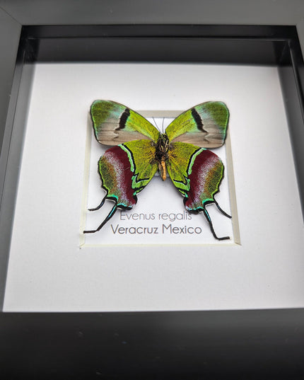 Regal Hairstreak Butterfly, Taxidermy Wall Decor, 4x4 Frame