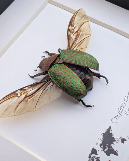 Chrysina plusiotis victorina wings opened,  beyers mexican scarab, oaxaca mexico, taxidermy gift, entomology present, frame 6"x6"