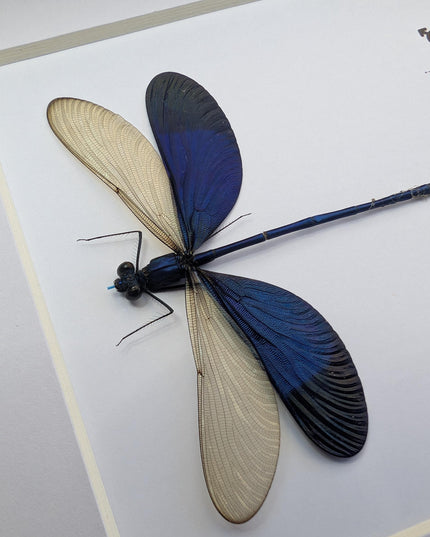 Framed Blue Metalwing Damselfly, Ethically Sourced Entomology Gift (6x6)