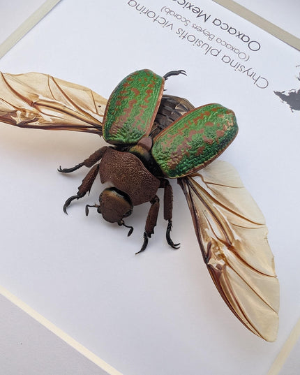 Chrysina plusiotis victorina wings opened,  beyers mexican scarab, oaxaca mexico, taxidermy gift, entomology present, frame 6"x6"