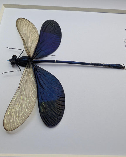 Framed Blue Metalwing Damselfly, Ethically Sourced Entomology Gift (6x6)