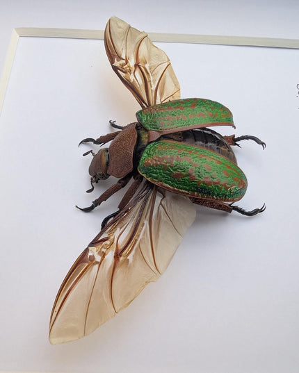 Chrysina plusiotis victorina wings opened,  beyers mexican scarab, oaxaca mexico, taxidermy gift, entomology present, frame 6"x6"