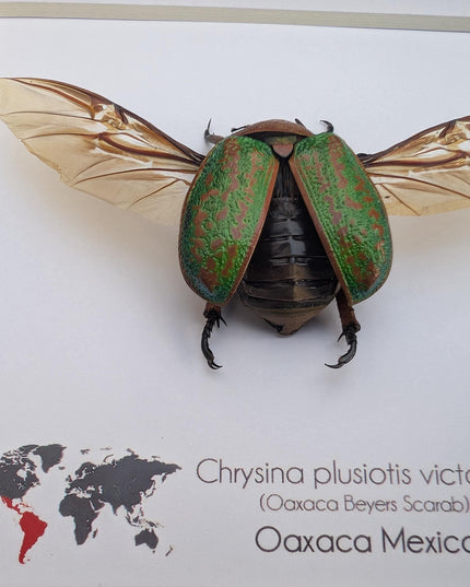 Chrysina plusiotis victorina wings opened,  beyers mexican scarab, oaxaca mexico, taxidermy gift, entomology present, frame 6"x6"